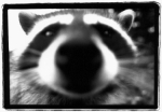 Benutzeravatar
